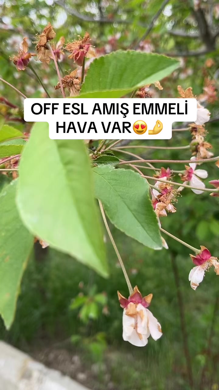 @AM EMREM😍