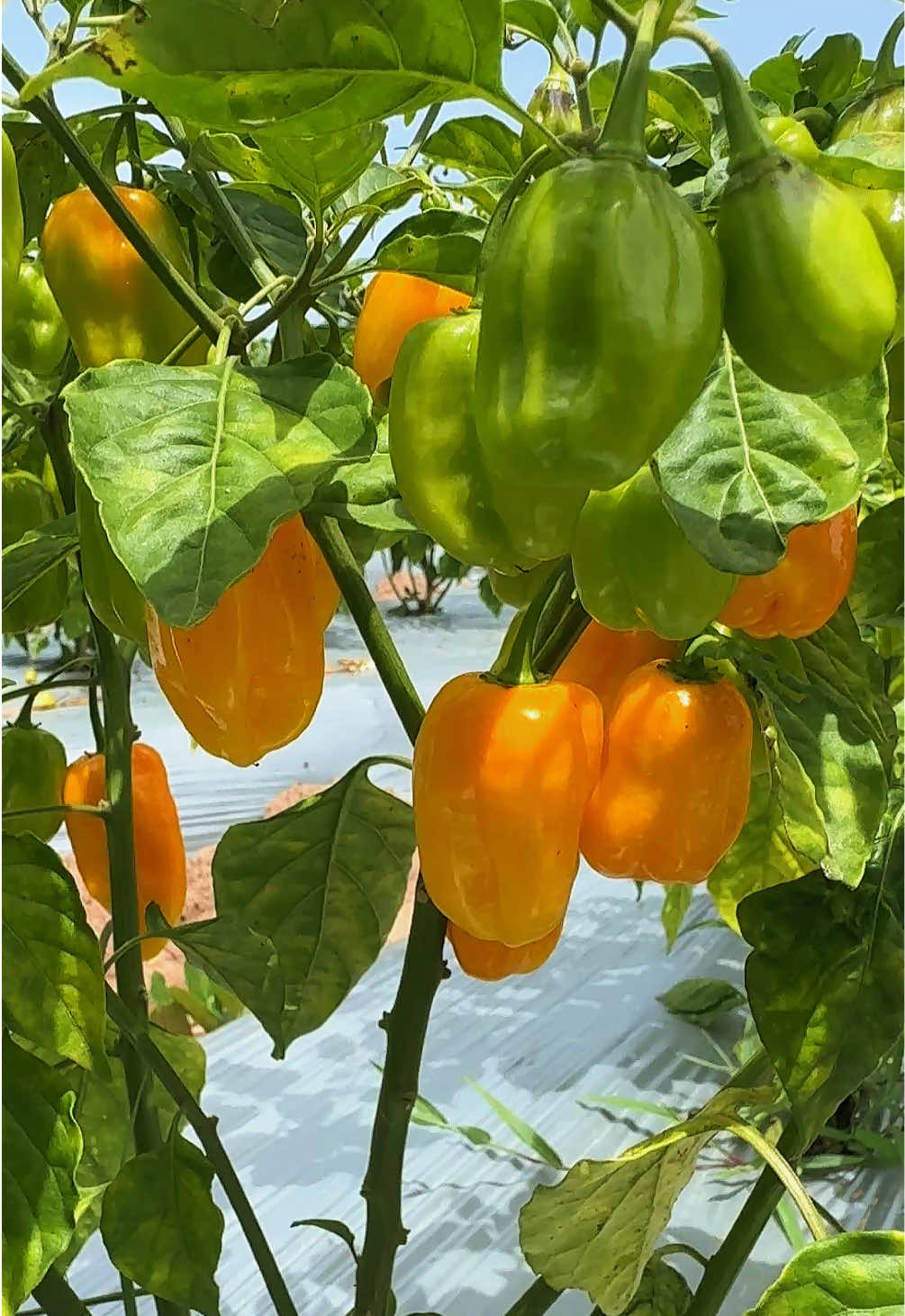 @Janda Farms 🇬🇲
