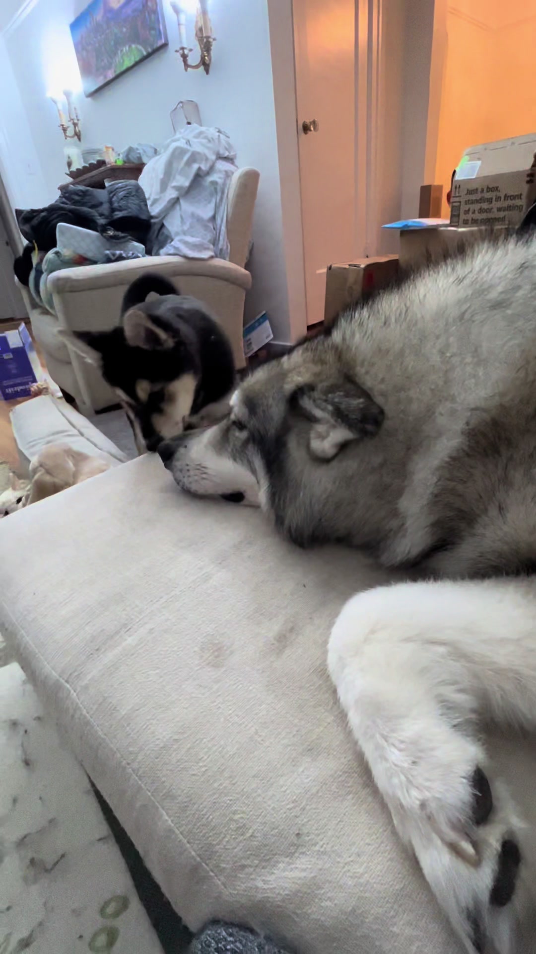 @wolfieworkingdogs