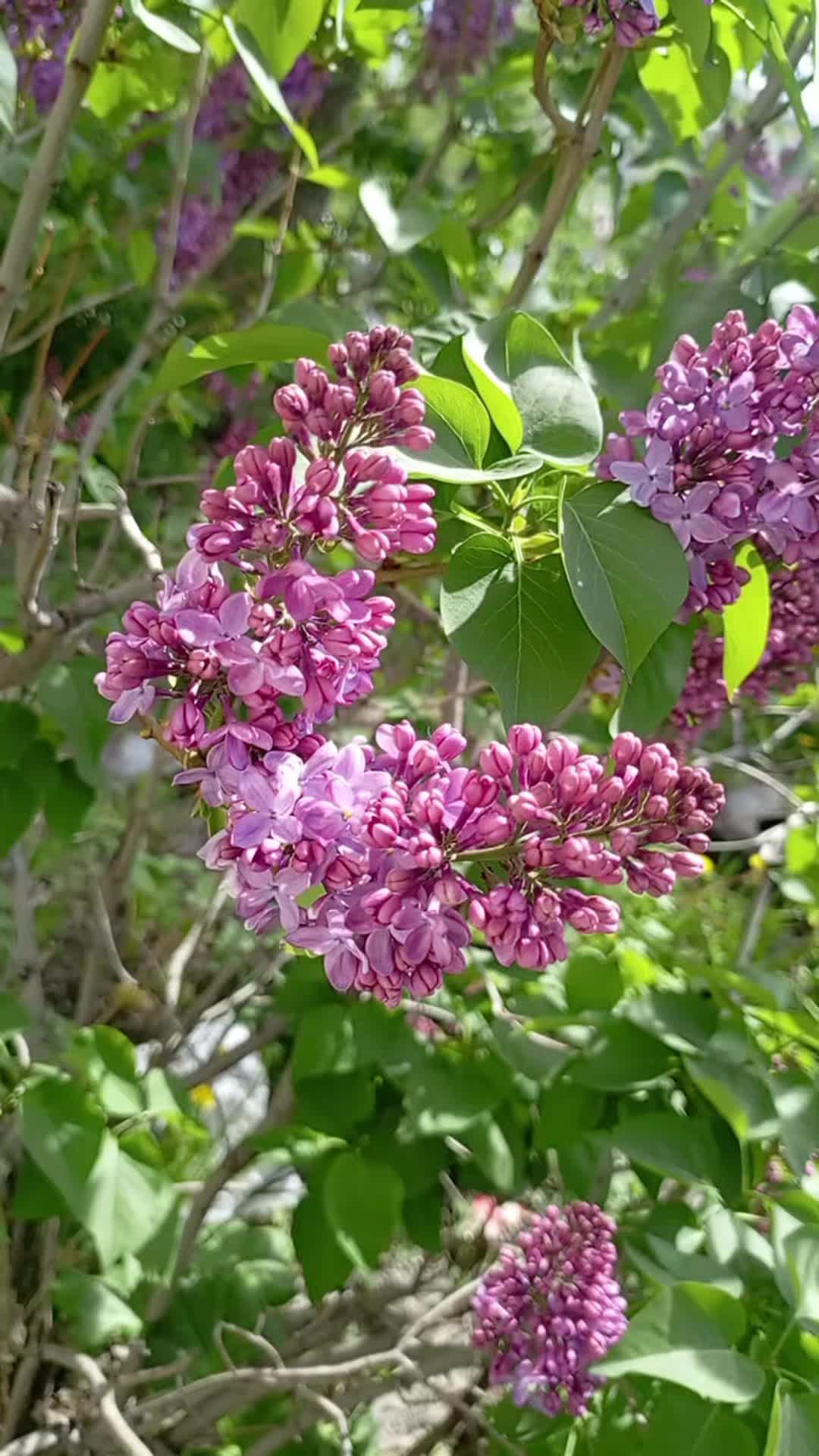 @Алена Ария
