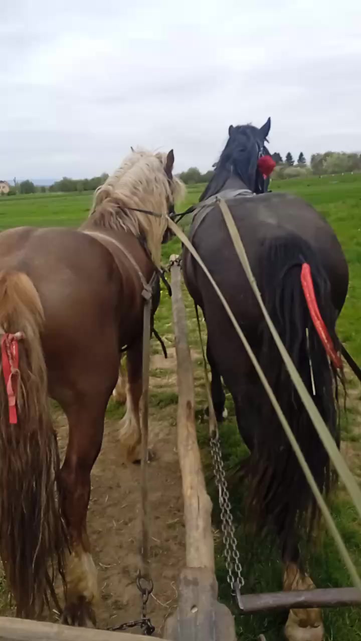 @коні в моді при любій погоді