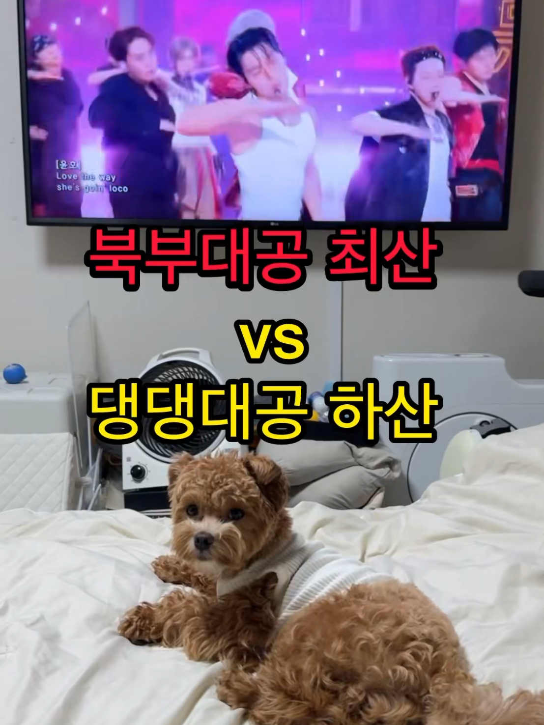 @말티푸 하루 🐾🐶