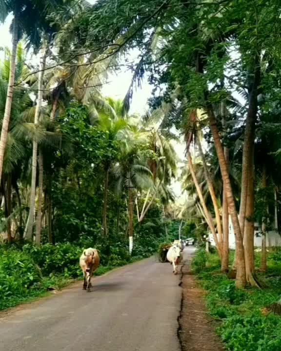 @suresh b