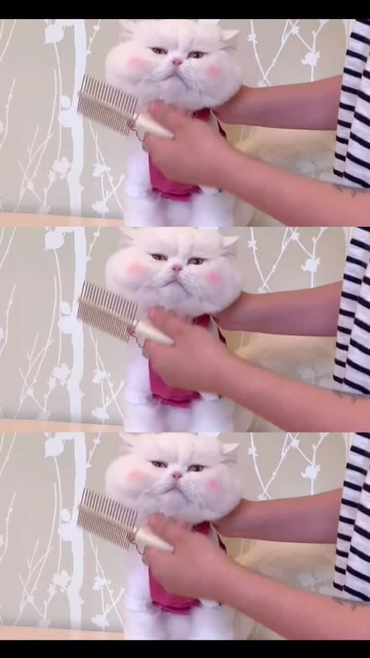 @Pet home
