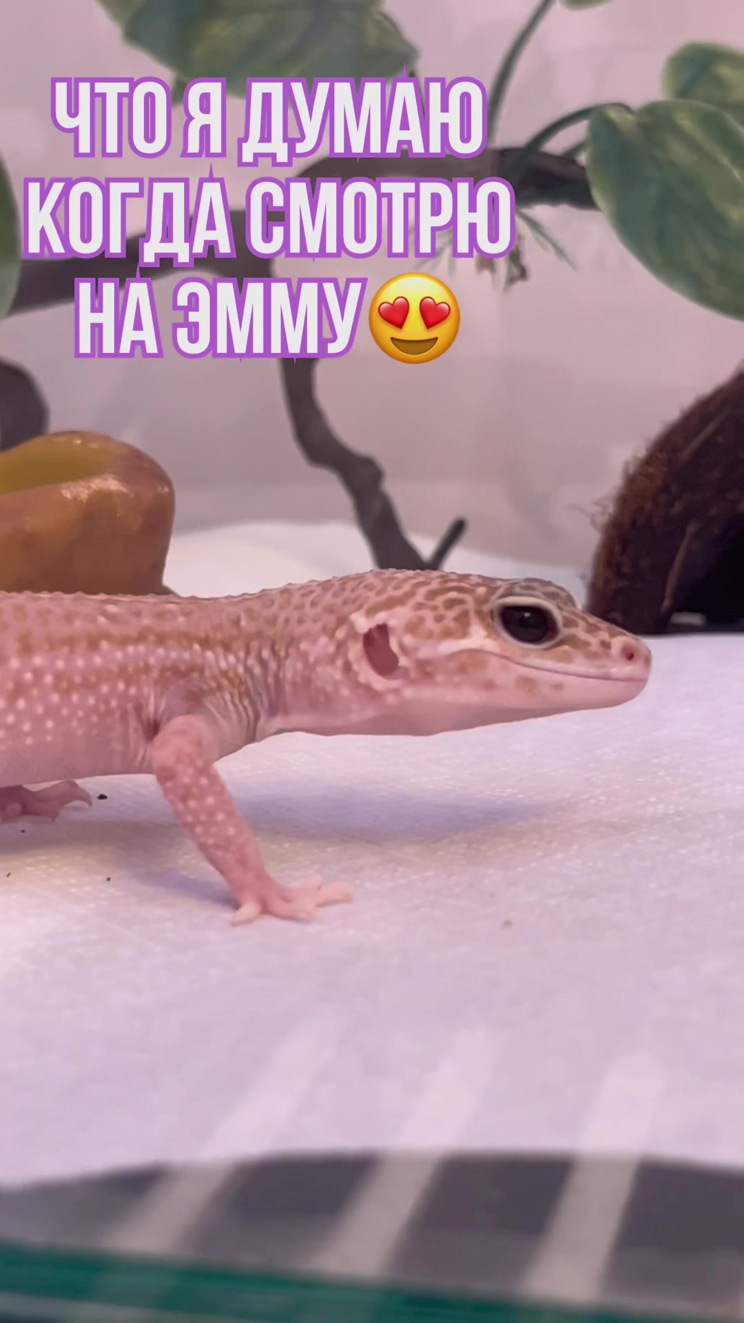 @_.v_snail_v._