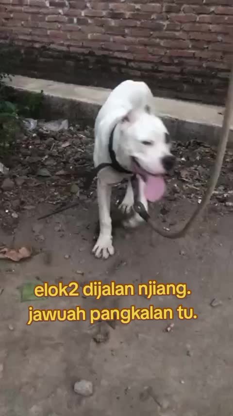 @Aldi nur