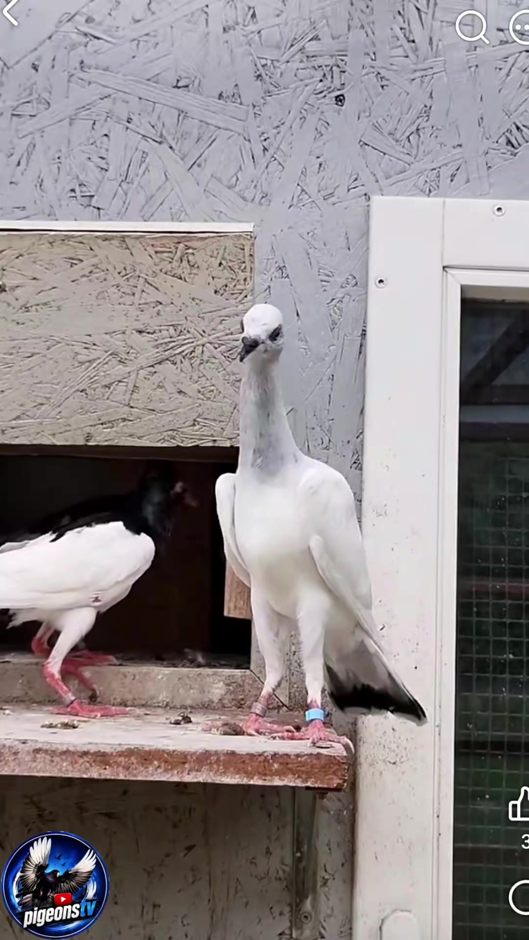 @Pigeons Tv