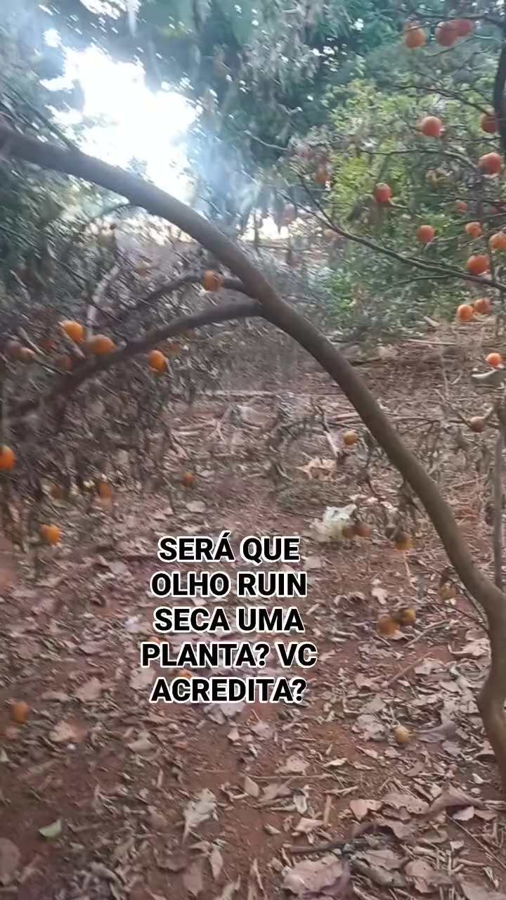 @RICARDO SILVA(GOIANO) 5151