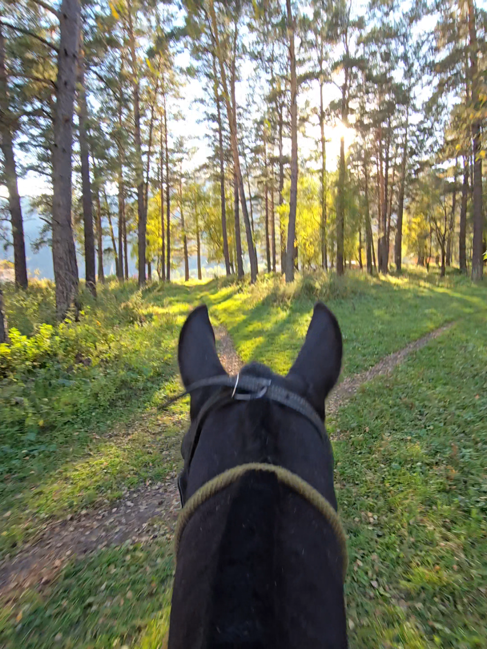 @tg: altaihorses