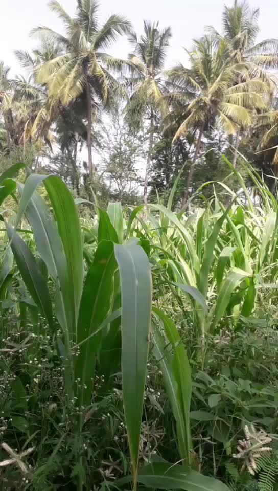 @RAJA.Selam.