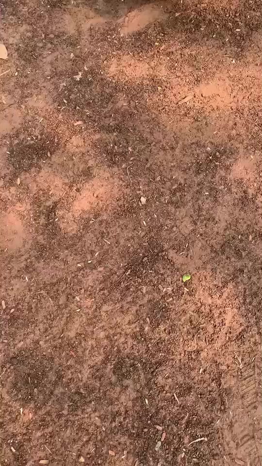 @ភា រុង