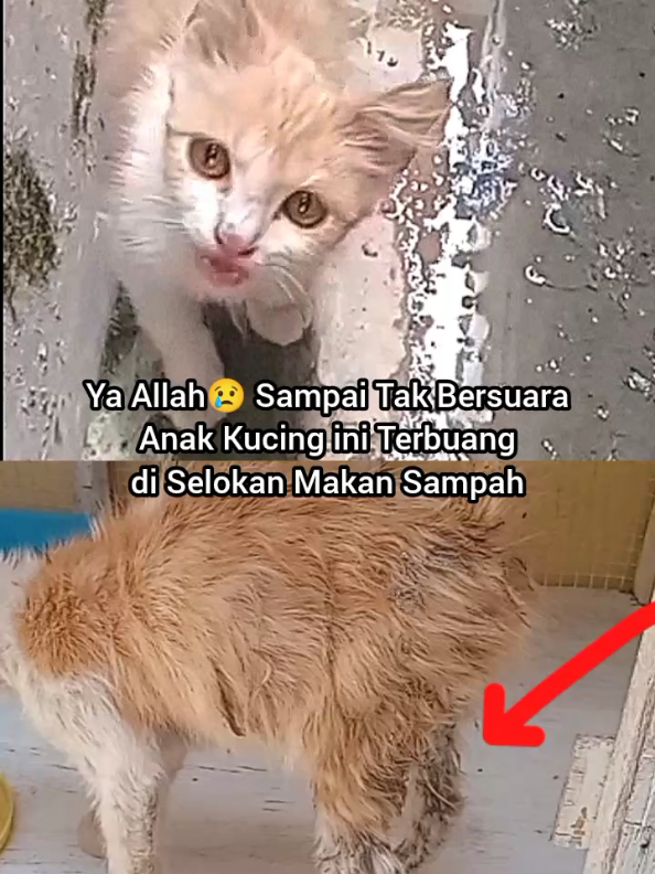 @Kucing Rumah Ronal