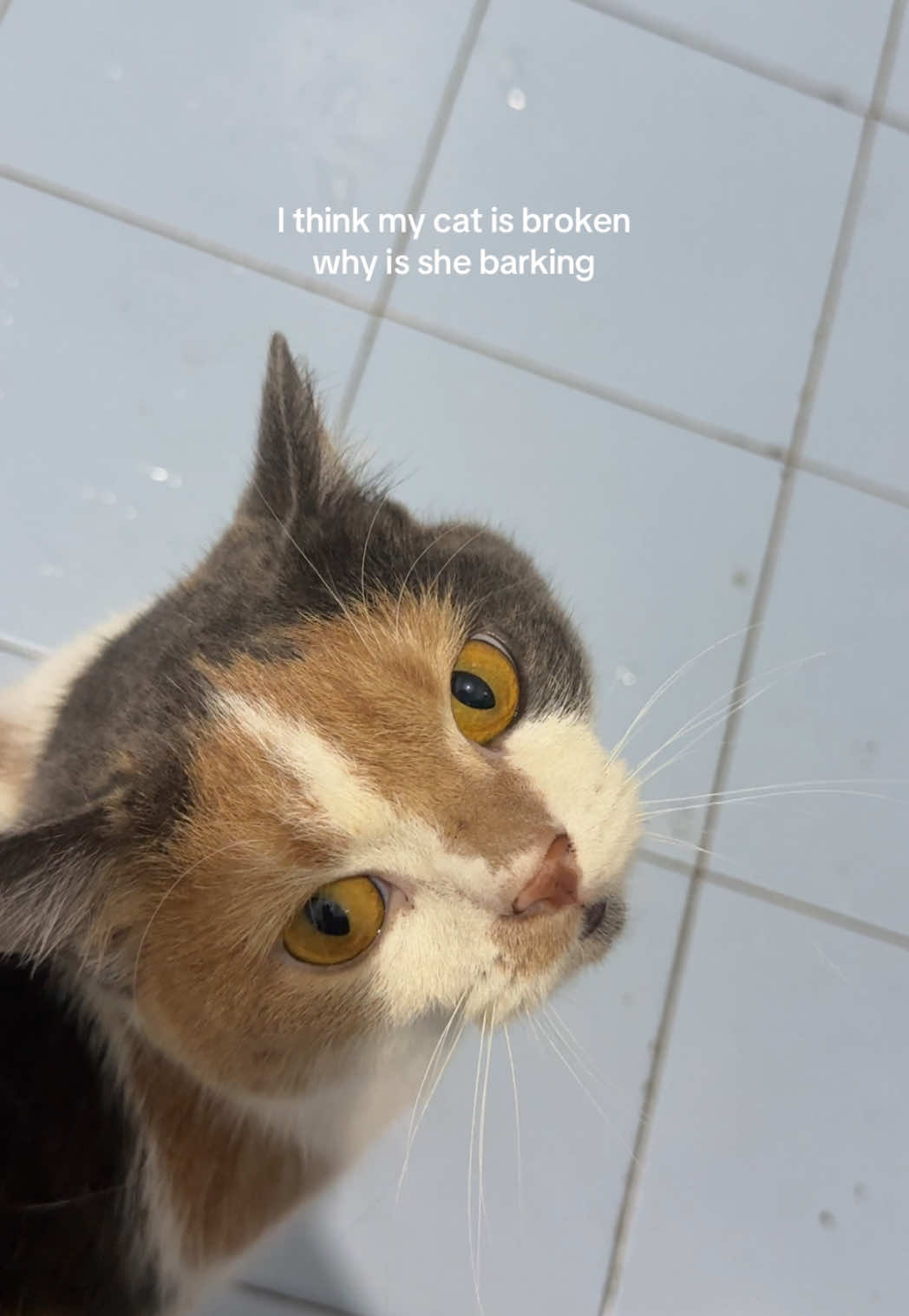 @awkzpotato 🥔