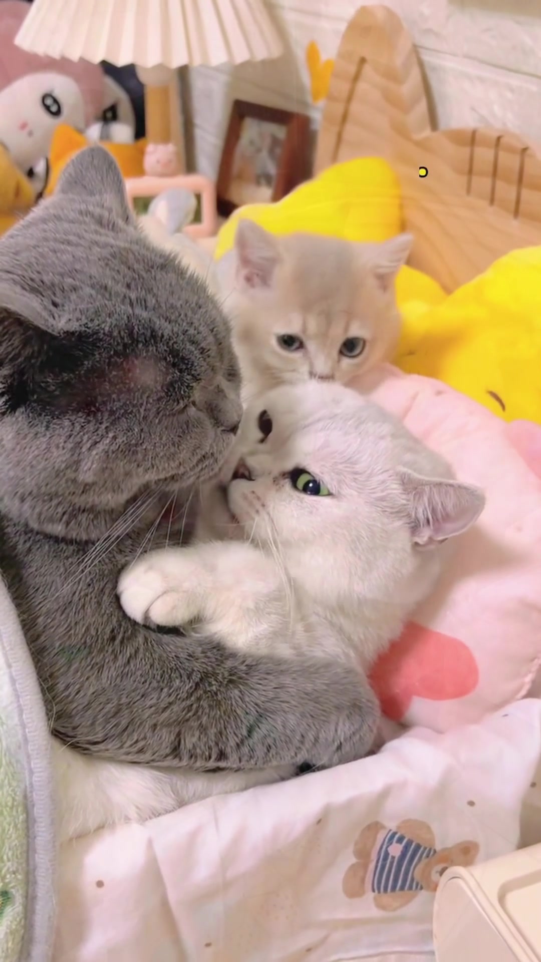 @The Kitten Council 😻😻