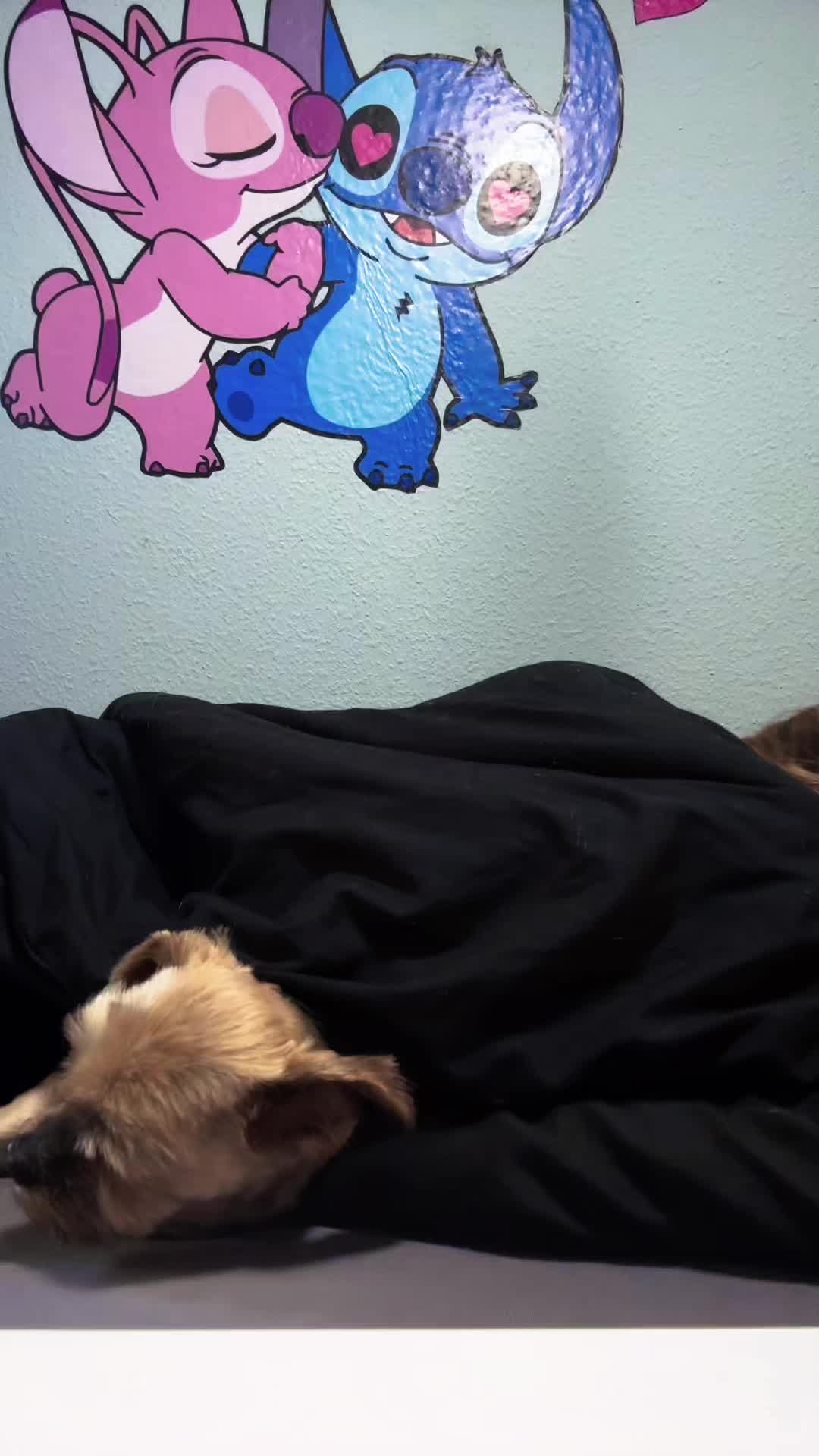@Pinkybunny