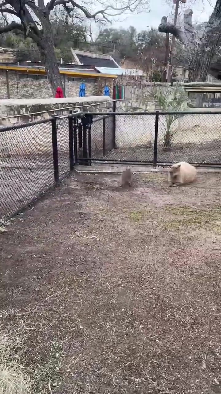 @Capybarabaramedia