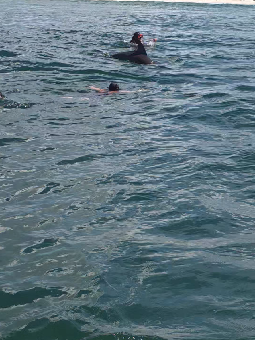 @Shell Island Dolphin Tours 🐬