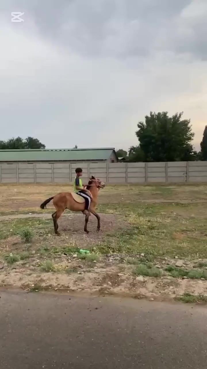 @Damirchik🐺