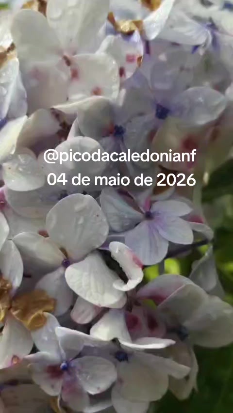@sjb.adesivos