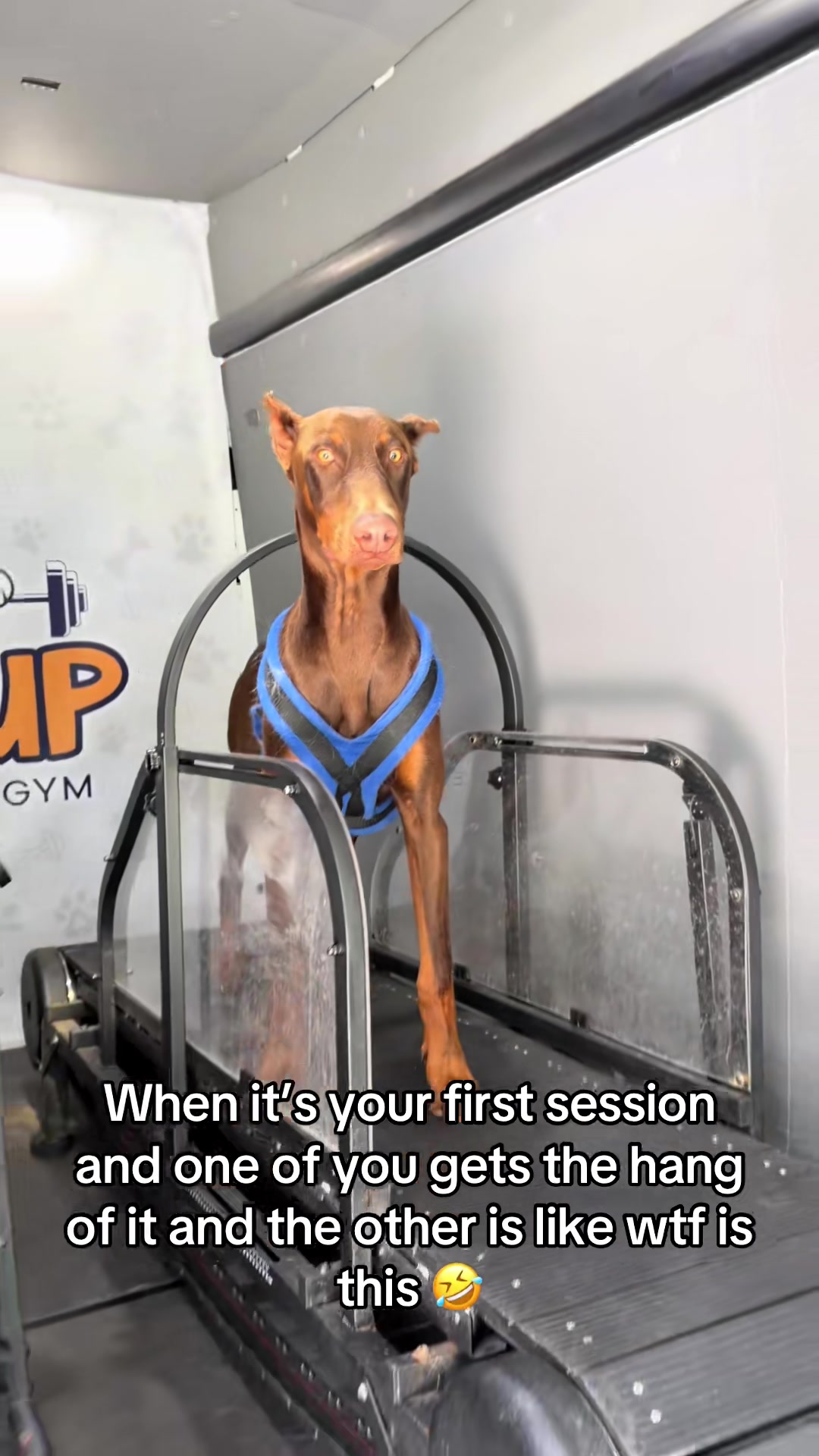 @FITPUP Mobile Dog Gym