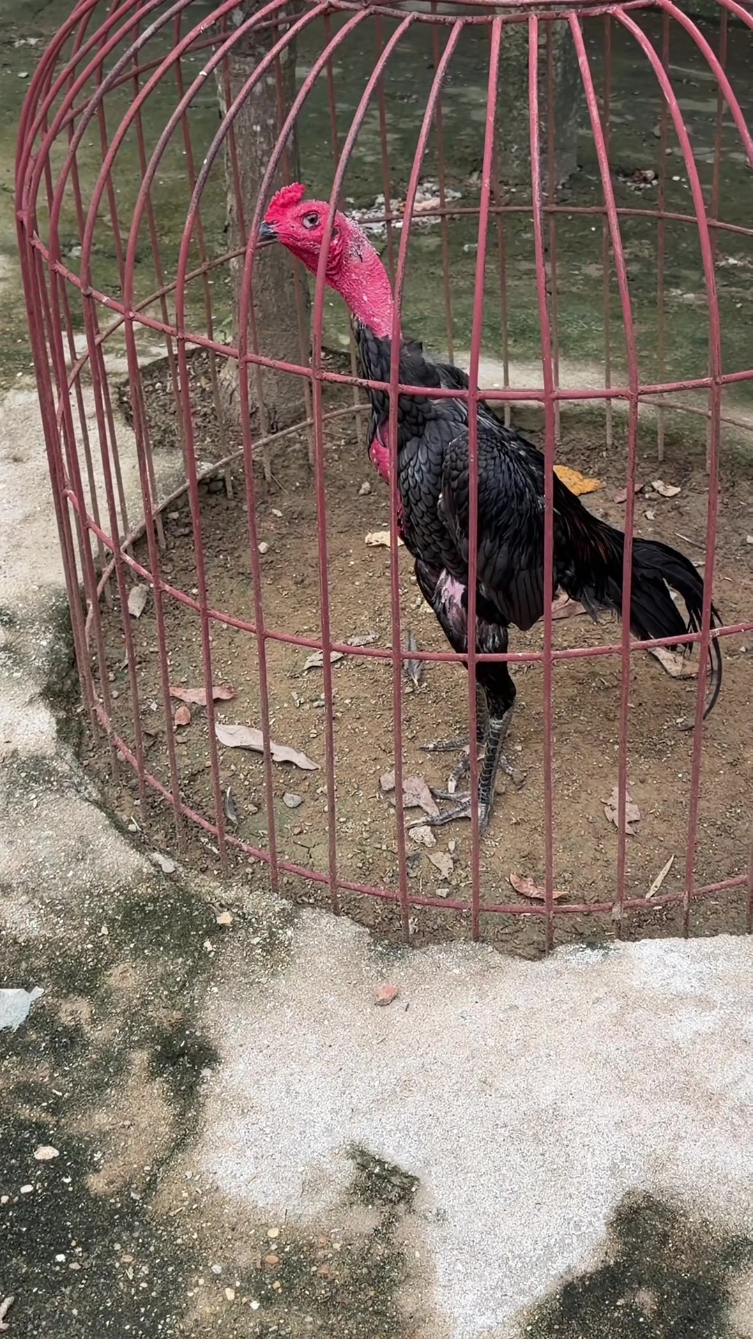 @Quốc khánh