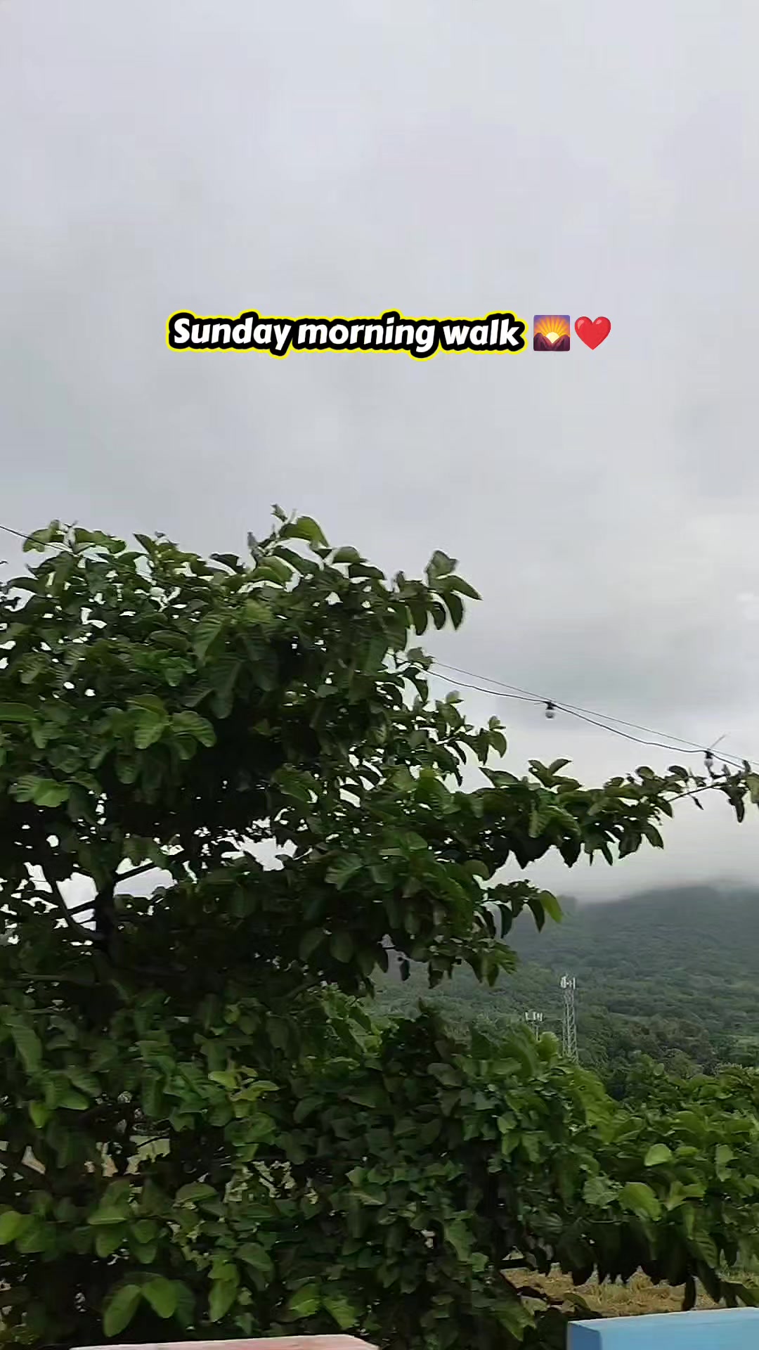 @Picheeko