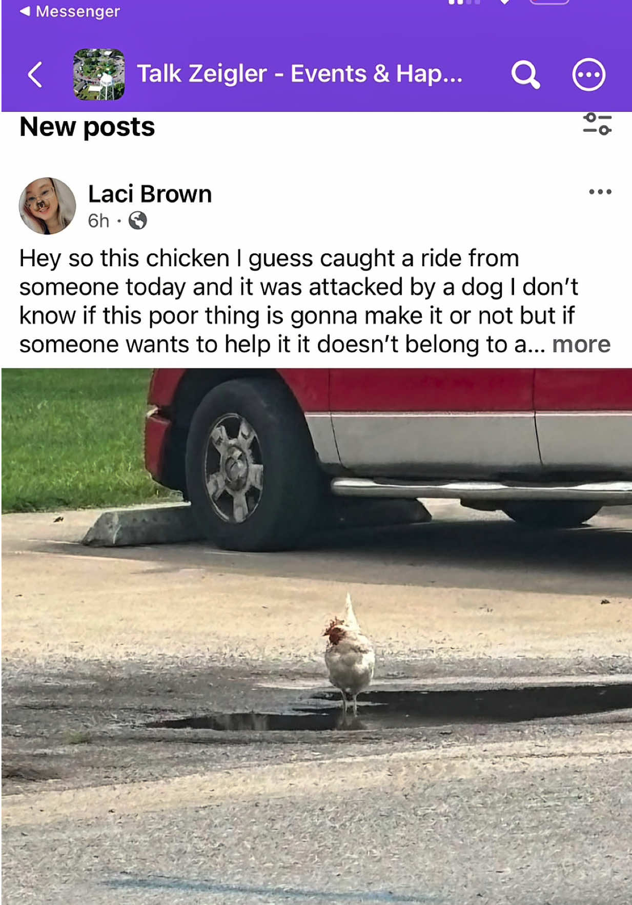 @shininglightanimalrescue