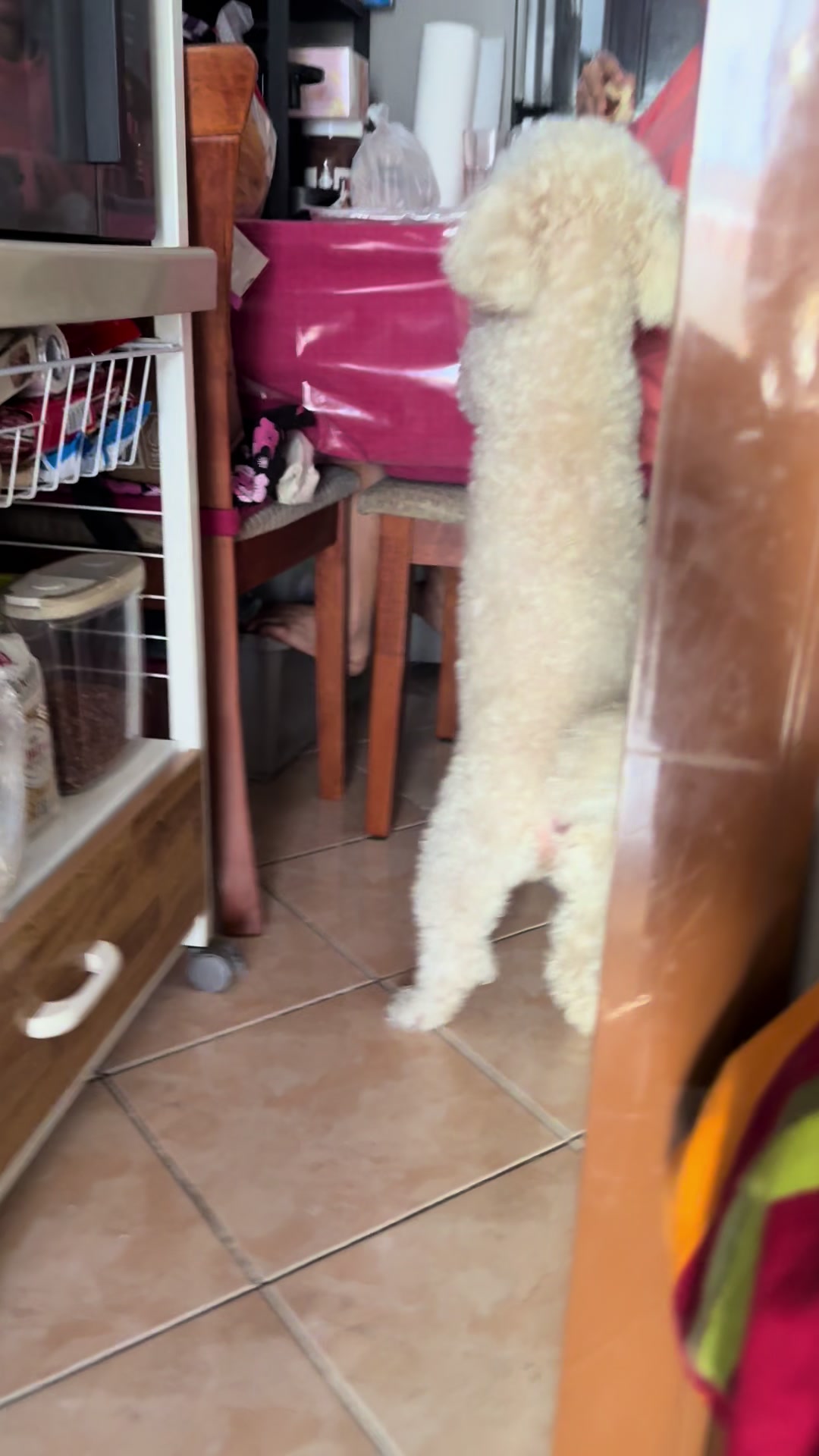 @Coco the poodle