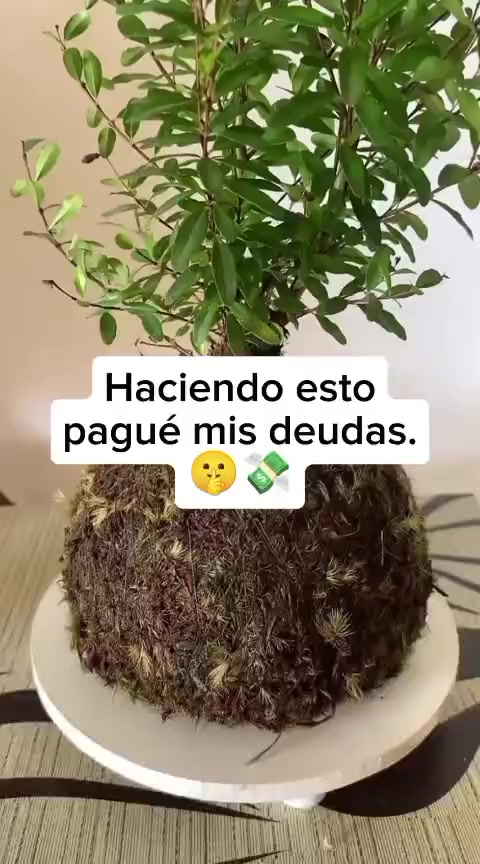 @Escuela de Kokedamas✅