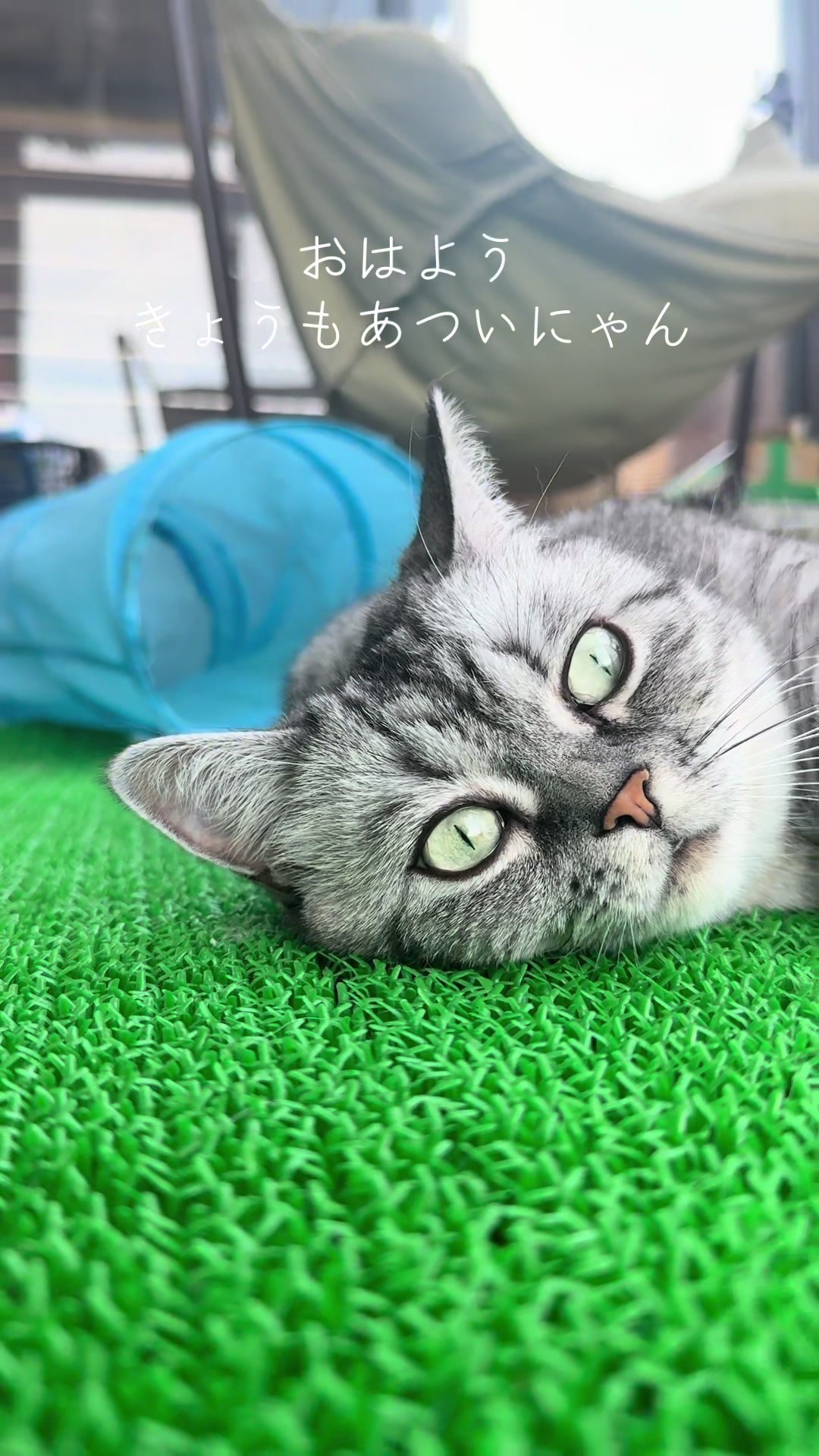 @大福兄弟😽