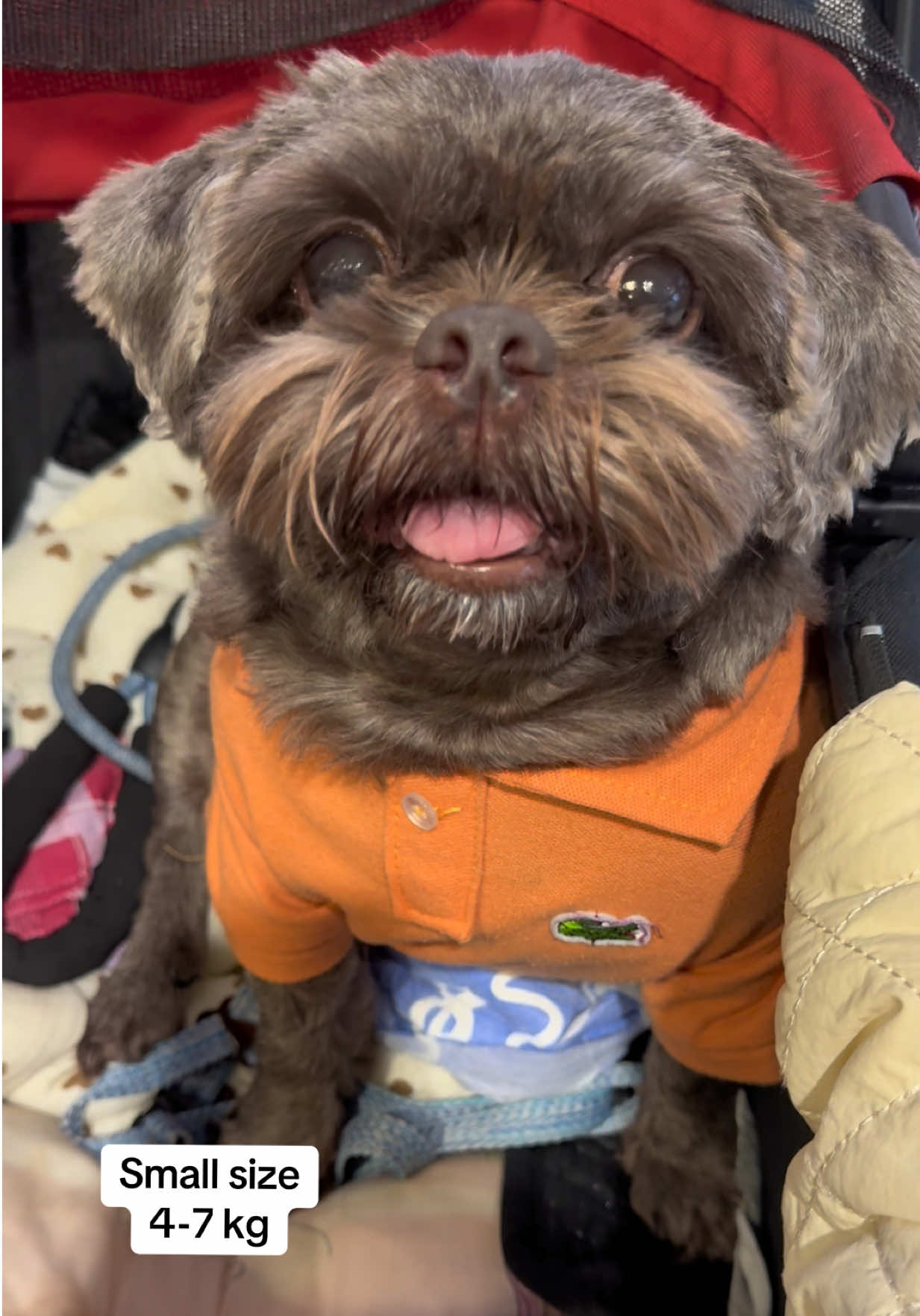@Nella and Lucky the Shih🐶