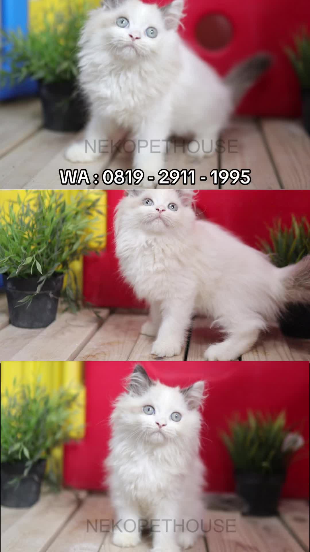 @Nekopethouse - Adopsi Kucing