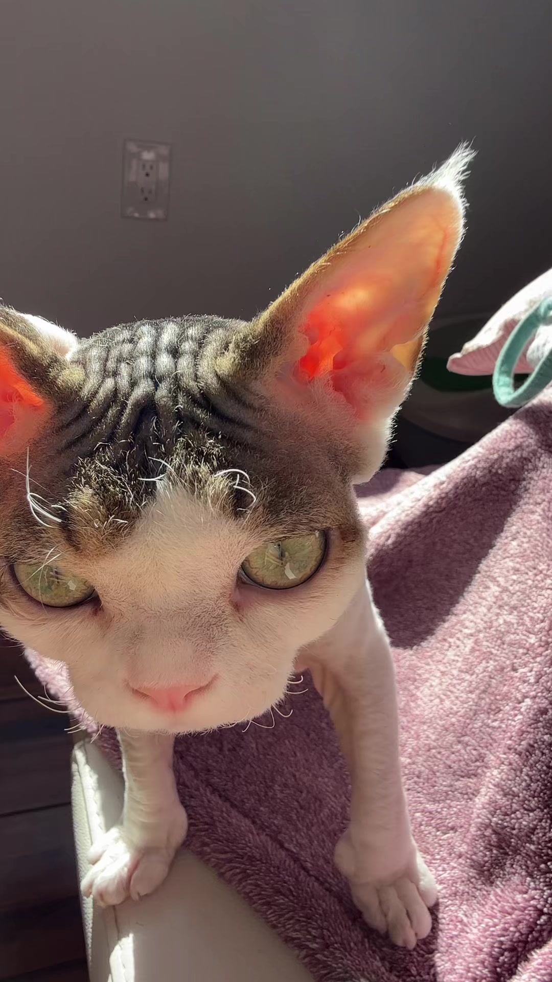 @Curlslux cattery!!🇺🇸