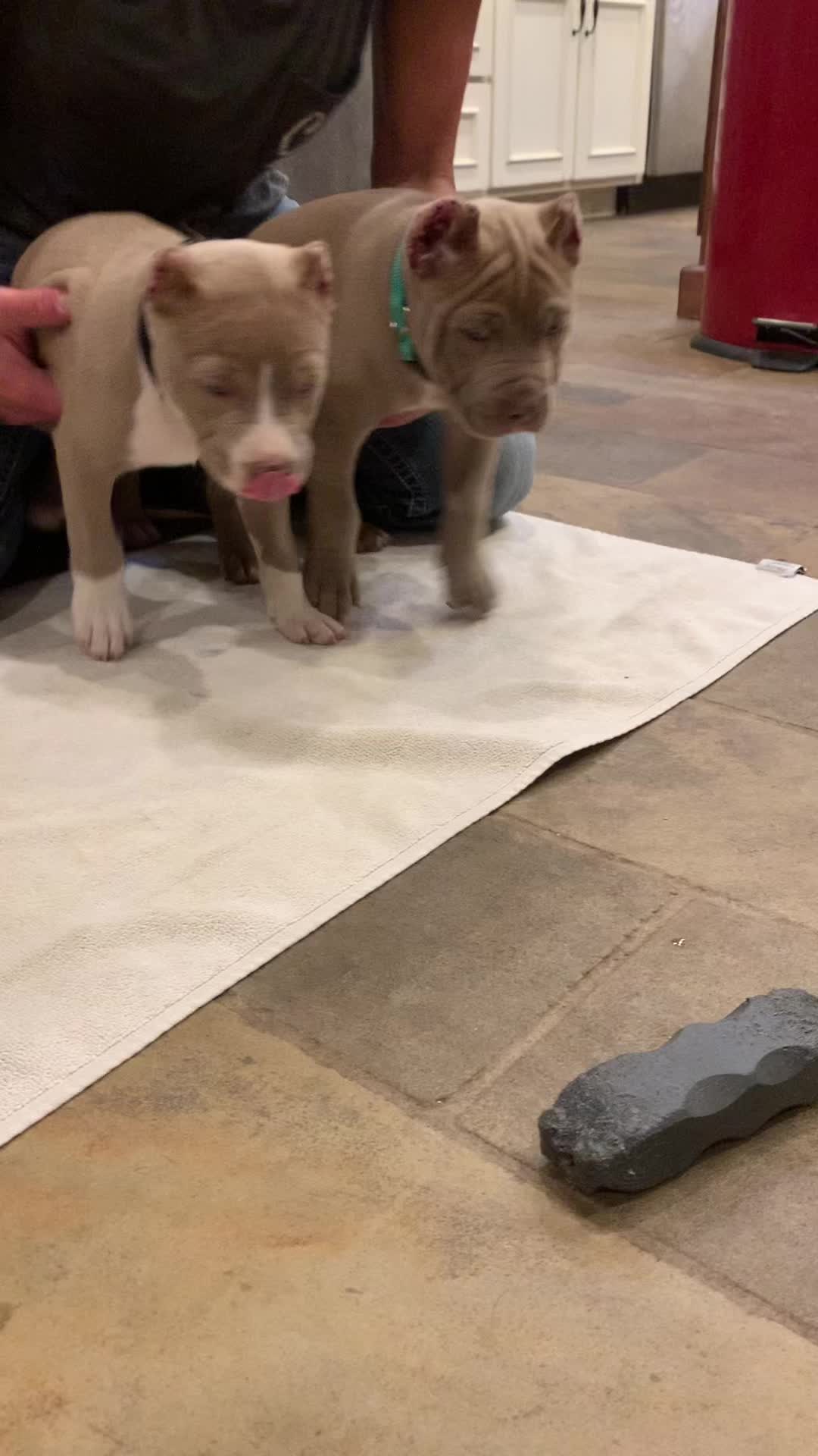 @Mount_Ruckus_Kennels