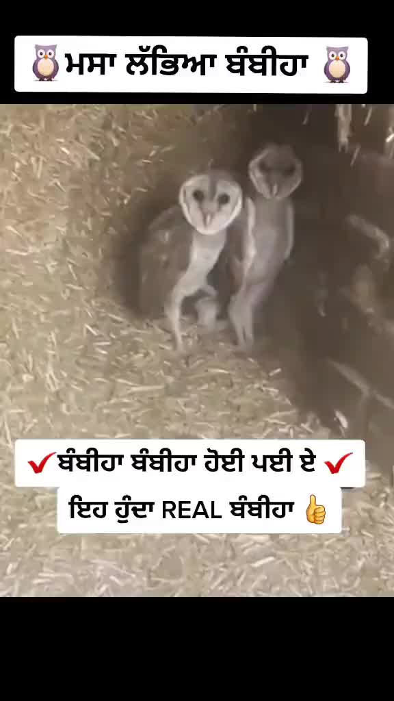 @AMAN (ਮਠਾੜੂ)