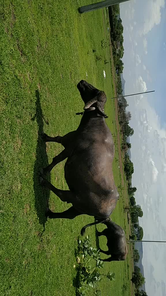 @बाबा भाई मित्र मंडळ