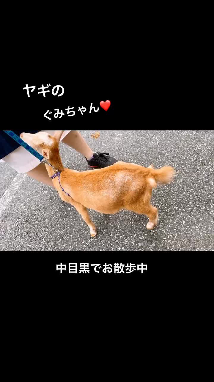 @梅澤香
