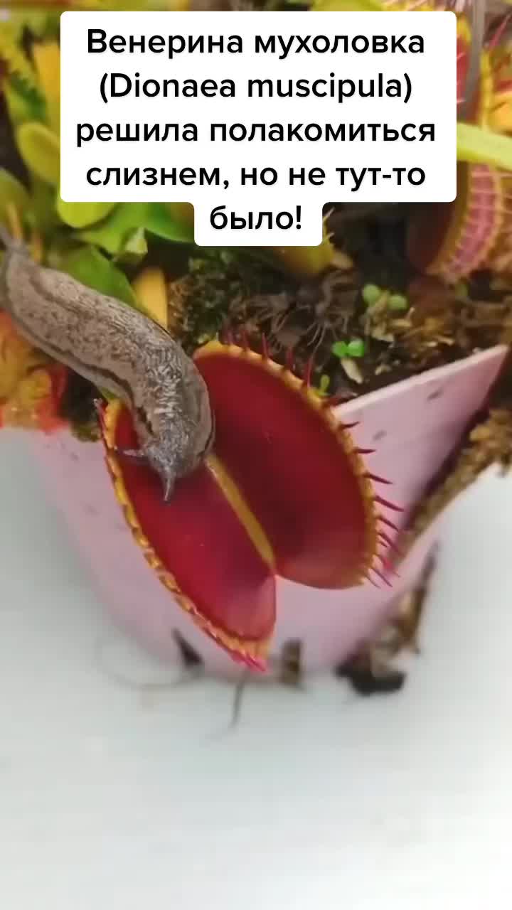 @𝓔𝓵𝓮𝓷