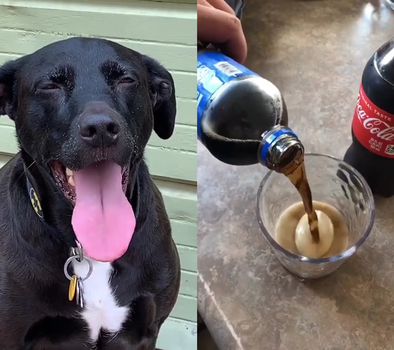 @Max the Pup
