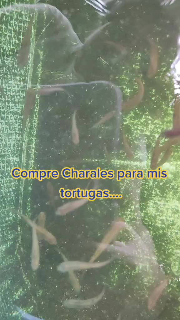 @DellGtz🐢🌺