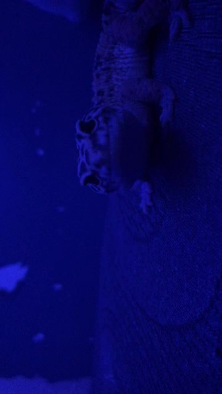 @M̾a̾n̾g̾o̾