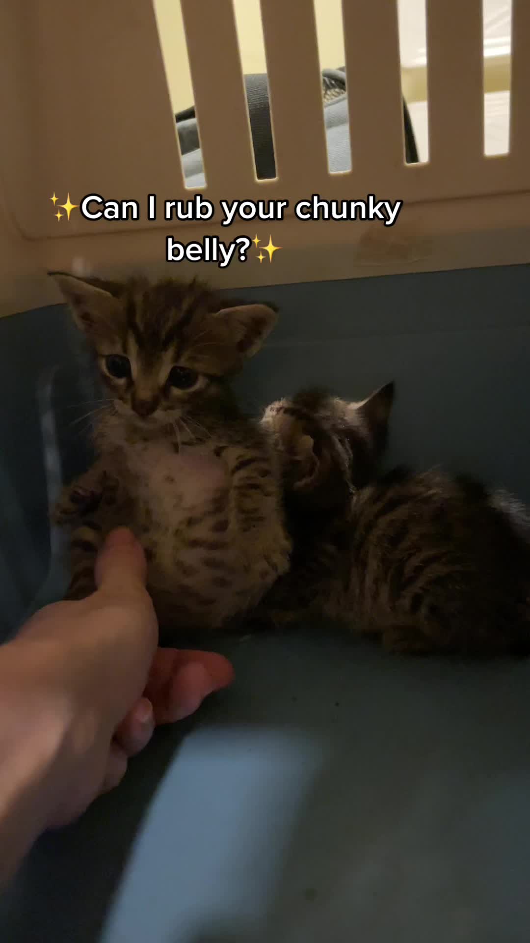 @AWF Cats
