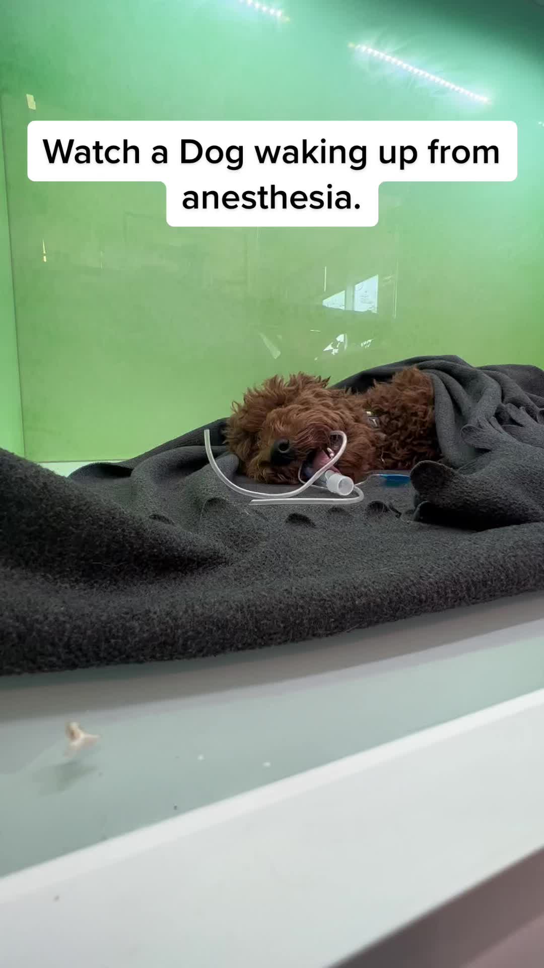 @Dr. Cheryl | Veterinarian🇨🇦