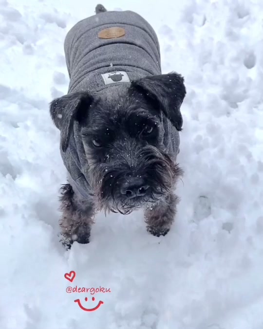 @𝔾𝕆𝕂𝕌 🐶