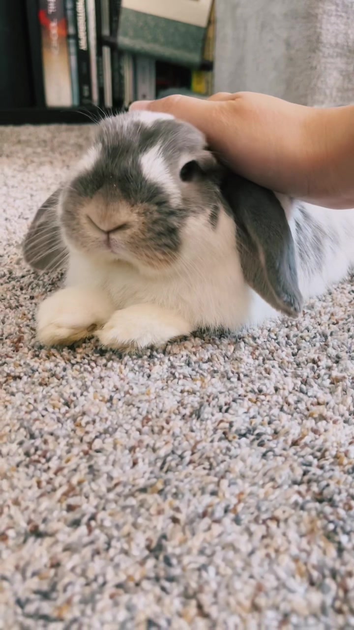 @BunBun and BaeBae