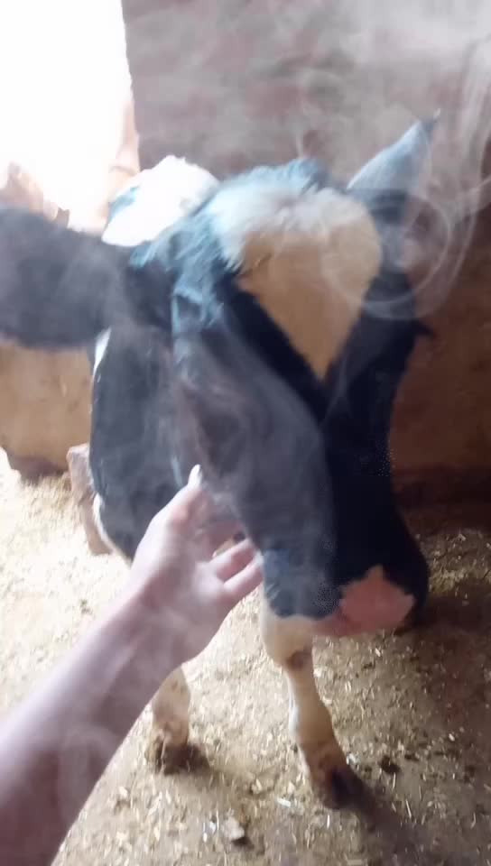 @🐽ℝ𝕠𝕔͢͢͢𝕜𝕤𝕥𝕒𝔸𝕤𝕥𝕚𝕜