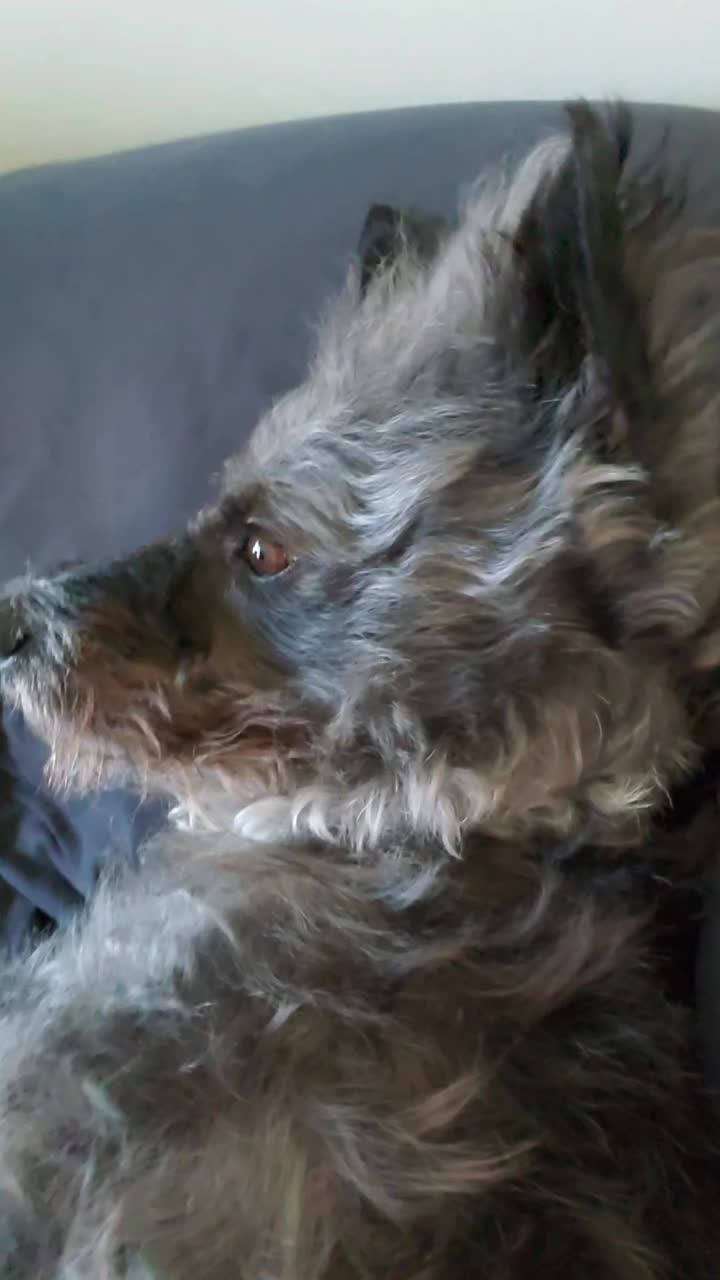 @Toto the Mutt