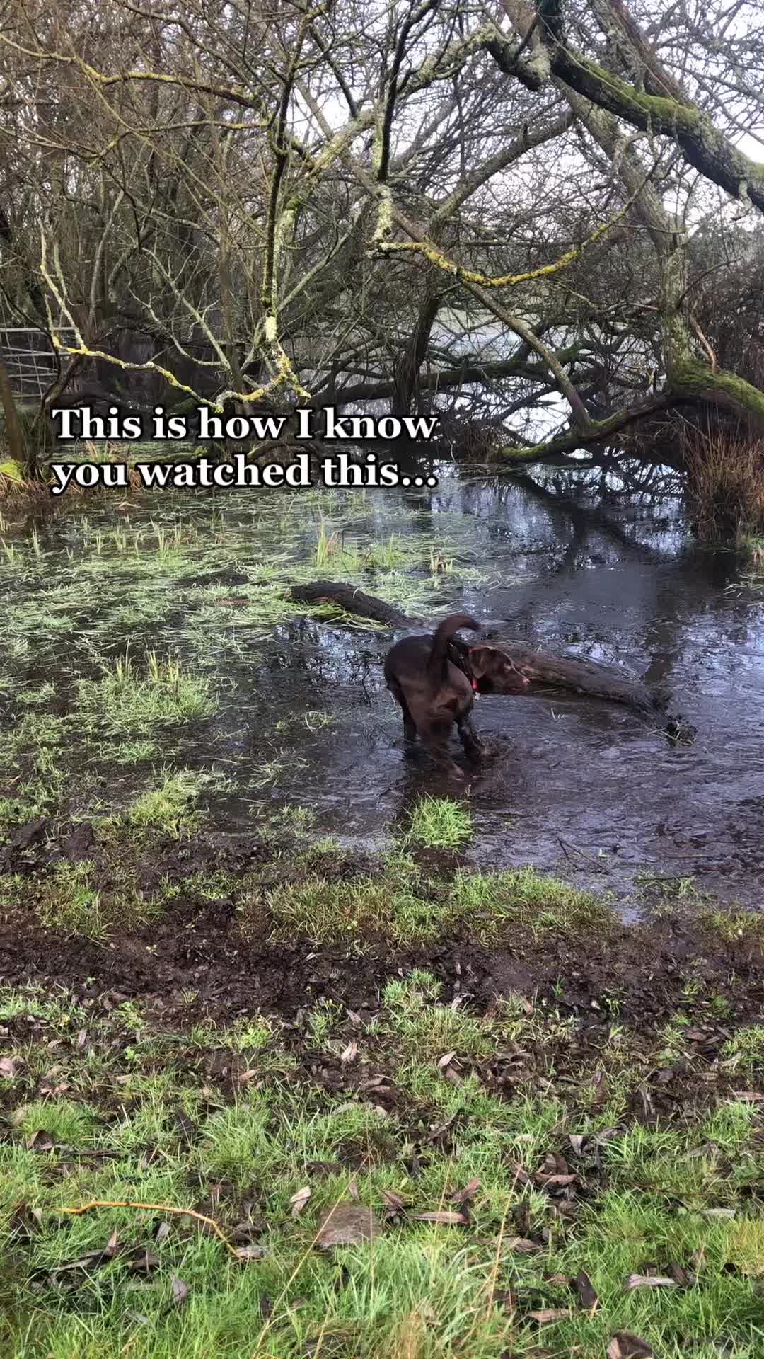 @🐾 𝑻𝒆𝒅𝒅𝒚🐾