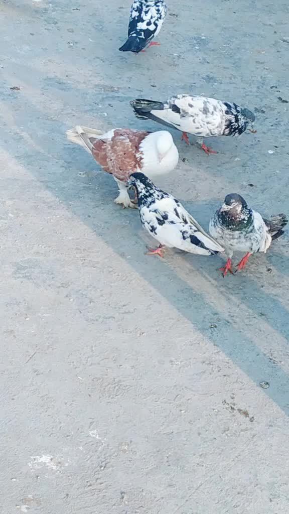 @user2232287689052