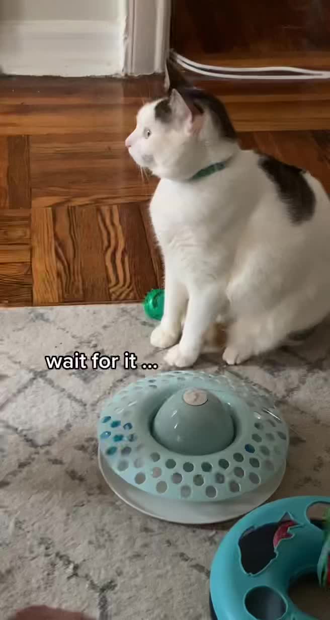 @nova’s the cat